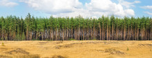 Extra Large Wide Panoramic View Of Pine Forest And Cloudy Sky. Wild Nature Landscape Banner Background.