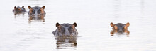 Hippos (Hippopotamus Amphibius) In A Water Hole, Okavango Delta, Botswana, Africa