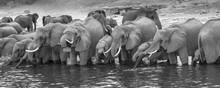 African Elephant (Loxodonta Africana) Standing In A Row In The River Drinking Water, Black And White, Panoramic View, Chobe National Park, Chobe River, Botswana, Africa