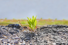 Small Plant Was Born In An Inhospitable Place - Power Of Life Co