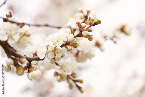 Spring flowers