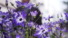 Beautiful Purple Flowers In The City, Blue Eyed Grass. Smooth Pan, Slow Motion Footage.