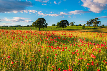 Wall Mural - sunlit poppy field / a poppy field full of red poppies in summer near corbridge in northumberland