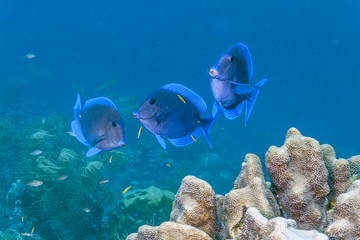 Wall Mural - Caribbean coral reef