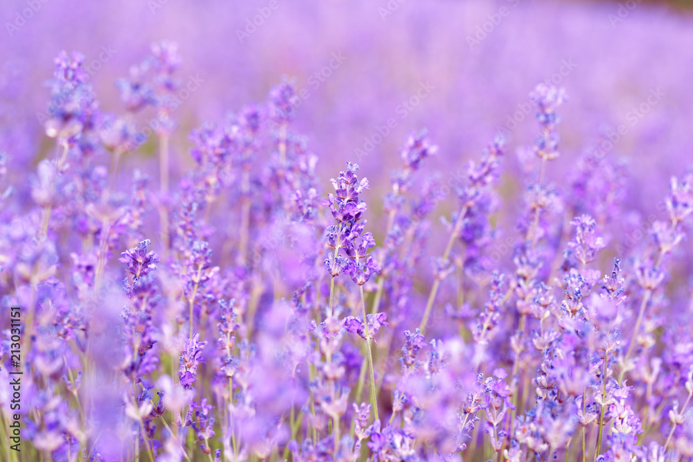 Lavender Field in the summer - obrazy, fototapety, plakaty 