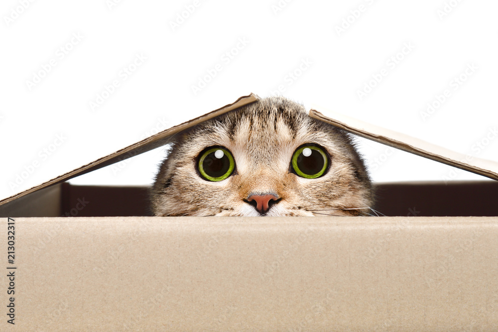 Portrait of a funny cat looking out of the box - obrazy, fototapety, plakaty 
