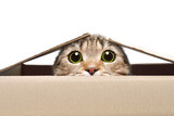 Fototapeta Zwierzęta - Portrait of a funny cat looking out of the box