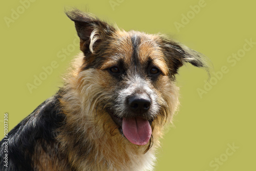 Láminas portrait d'un chien de berger attentif au regard vif sur fond de studio vert