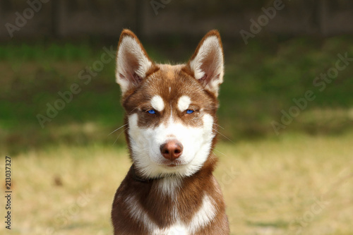 Láminas portrait d'un jeune chiien husky roux au regard vif et espiègle