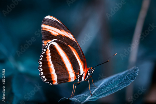 Zdjęcie XXL Zbliżenie piękny motyl &amp; kwiat w ogródzie.