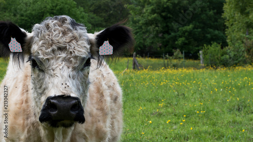 Long Haired Cow With Cute Clips On The Green Pasture In The Summer