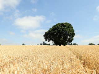 Oak tree in barley field, Rickmansworth, Hertfordshire, UK