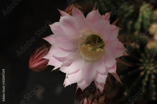 Fleur Rose De Cactus Dun Jour Buy This Stock Photo And