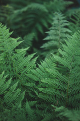  fern leaves