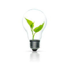light bulb with sprout inside isolated on white background. green energy concept.