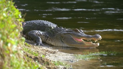 Wall Mural - Alligator on the shore of the lake lies near the river with an open mouth in a natural habitat. Close up. American alligator is getting out from the water. Slow motion