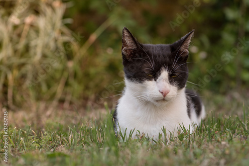 Plakat Domowy czarny i biały kot kłaść na trawie