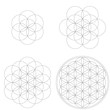 © asantosg - Set of geometrical elements and shapes. Sacred Geometry Flower of Life development. Vector designs