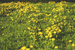 Fragment łąki z zieloną trawą i żółtymi kwiatami w słoneczni, letni dzień