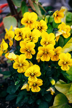 A Group Of Yellow Pansies With Black Stripes On Petals.