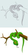 snake on a branch, outline and cartoon