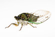 Cicada on white - head on
