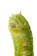Green caterpillar on white