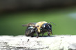 Native bee on fence post