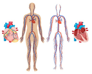 Wall Mural - Human Heart and Cardiovascular System
