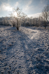 Poster - Winter landscape