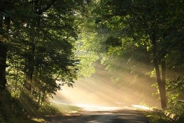 Wall Mural - Country road through the spring forest on a foggy morning