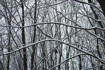 branches in the snow and sky