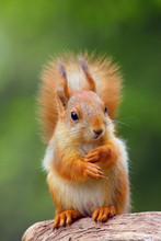 The Red Squirrel Or Eurasian Red Sguirrel (Sciurus Vulgaris) Sitting In The Scandinavian Forest. Squirrel In A Typical Environment. Sqirrrel With Nut.