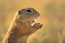 Gorgeous And Cute Ground Squirrel During Sunlit Evening. Very Fast, Funny And Clever Animal. Endangered Species.