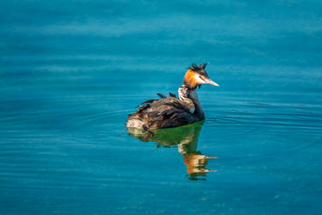 Wall Mural - Beautiful sight of a grebe carrying its newborn chick on its back for a first swim on the shores of the Upper Zurich lanke (Obersee) near Rapperswil, Sankt Gallen, Switzerland