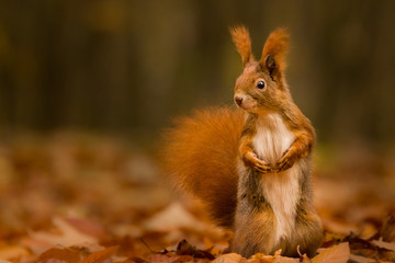 Wall Mural - cute squirrel in autumn colored forest. beautiful, fast and clever animal.