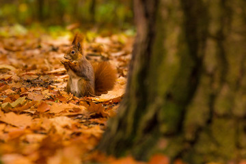 Wall Mural - cute squirrel in autumn colored forest. beautiful, fast and clever animal.