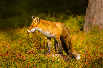 Wall Mural - young fox in a forest. beautiful mammal. autumn colors. curious, fast, dangerous, endangered.