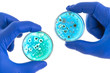 © JPC-PROD - hand in blue glove holds petri dish with agar and bacterium colony, isolated