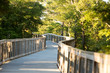 bridge pathway through pine trees