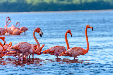 Plakat flamingo woda ptak