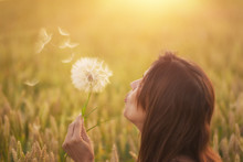 Beautiful Young Woman Blows Dandelion In A Wheat Field In The Summer Sunset. Beauty And Summer Concept