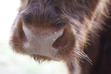 cow nose