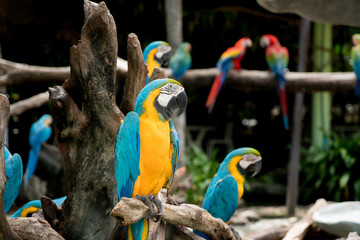 Blue and gold macaw bird sitting on a tree branch in forest.