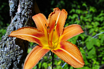 Orange Lily in Bloom 2