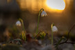 © andiz275 - Frühblüher Makro von einem Blümchen in Franken im Sonnenuntergang