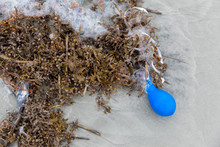 A Blue Balloon Tangled In The Seaweed Along The Coast