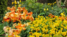 Beautiful Spring Yellow And Orange Flowers At Giverny, France.