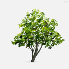 Tree Isolated On White Background With Soft Shadow. Use For Landscape Design, Architectural Decorative. Park And Outdoor Object Idea For Natural Articles Both On Print And Website. Vector.