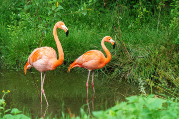 Plakat tropikalny francja fauna flamingo